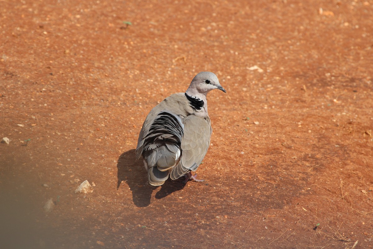 Ring-necked Dove - Sylvie Vanier🦩