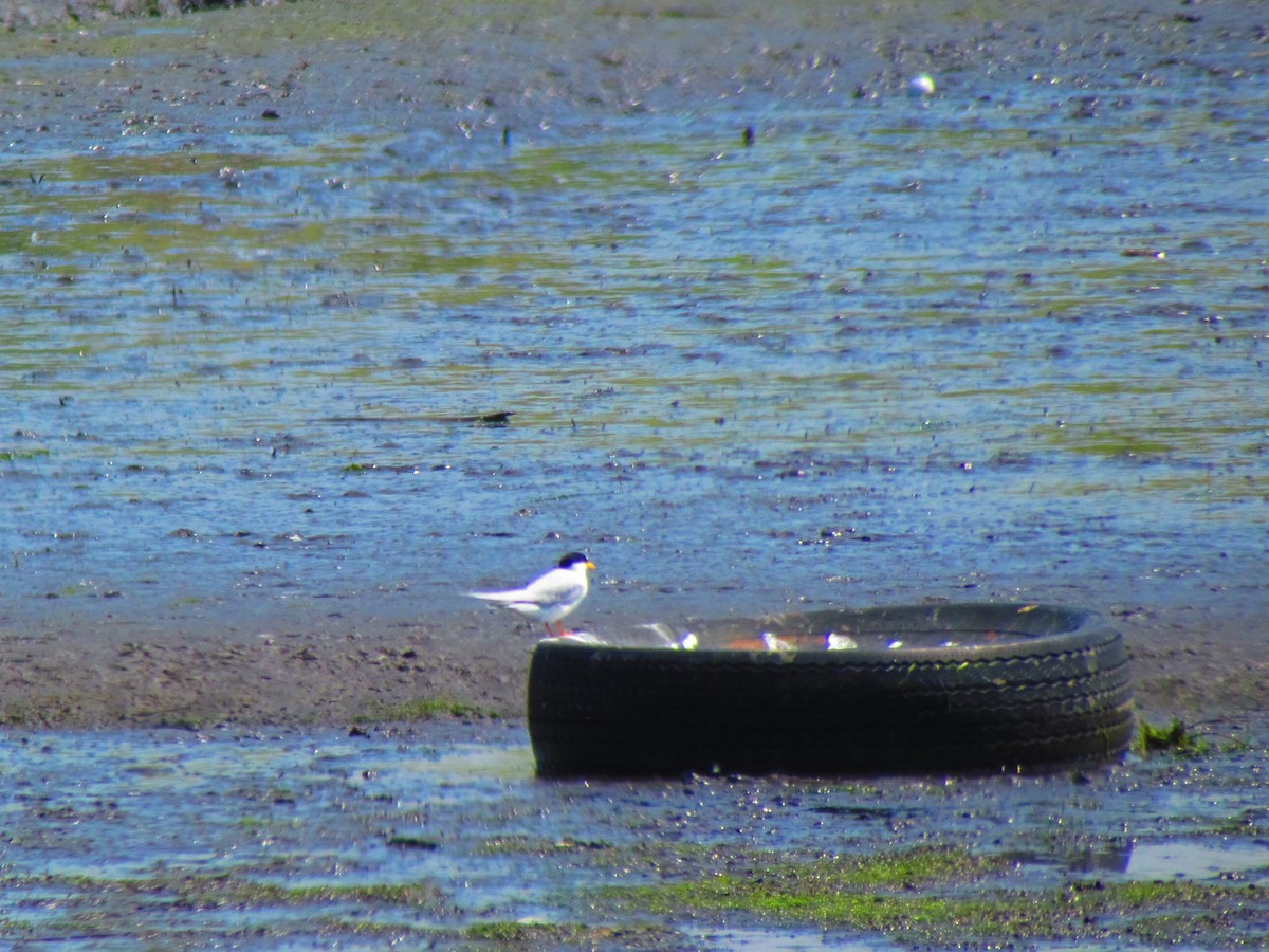 Least Tern - ML155422001