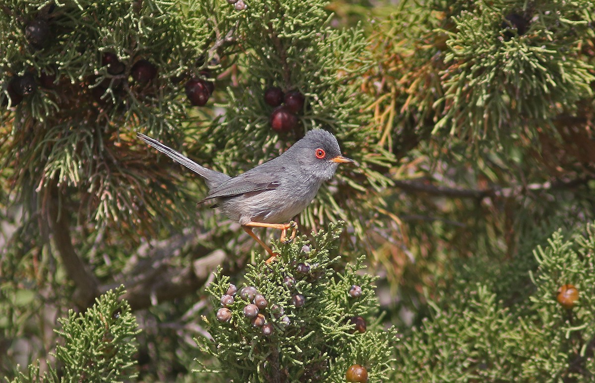 Balearic Warbler - ML155422691