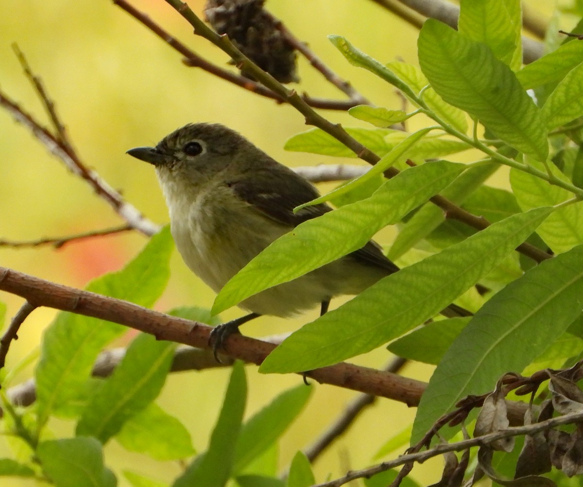 Cassin's Vireo - ML155422981