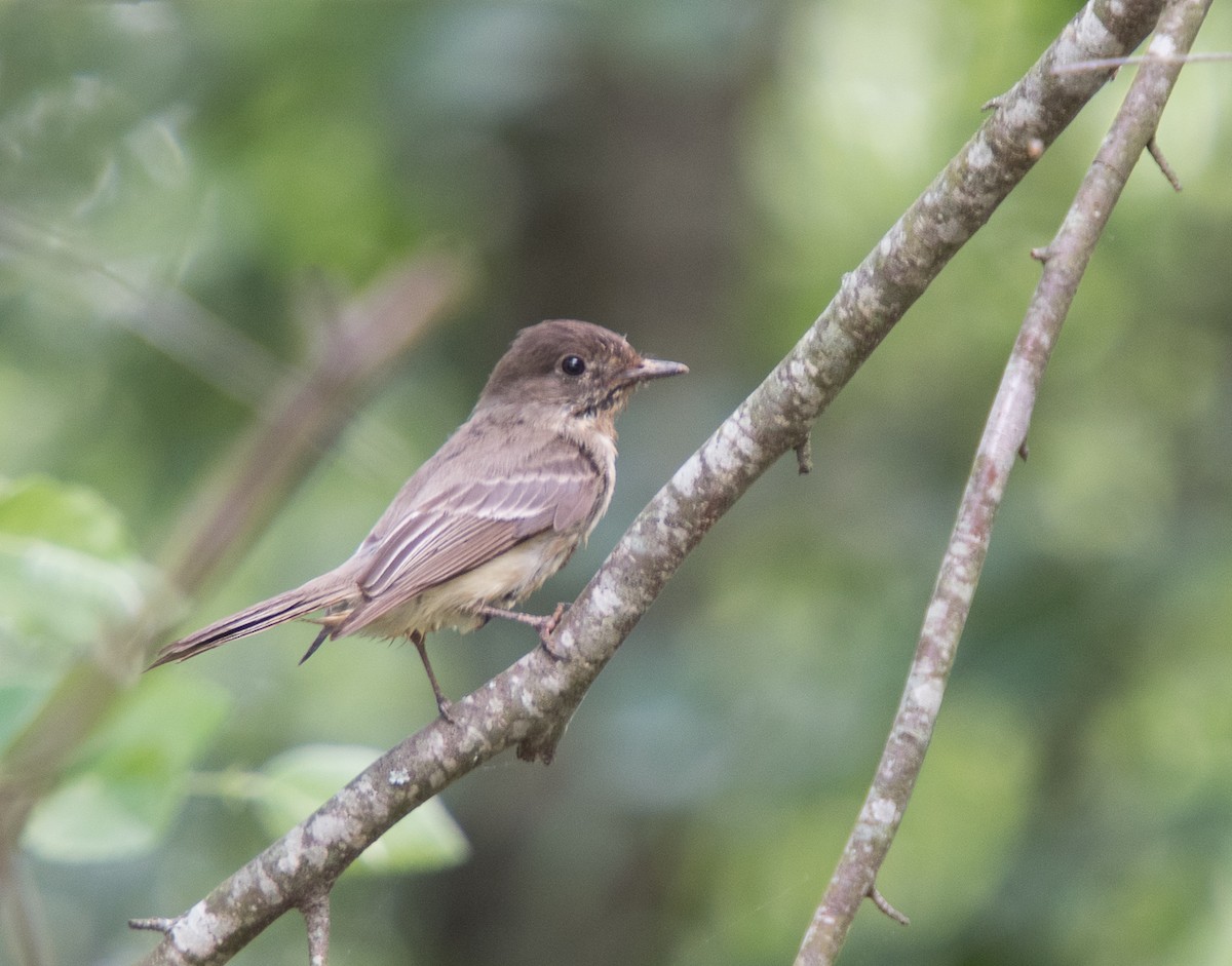 Eastern Phoebe - ML155423831