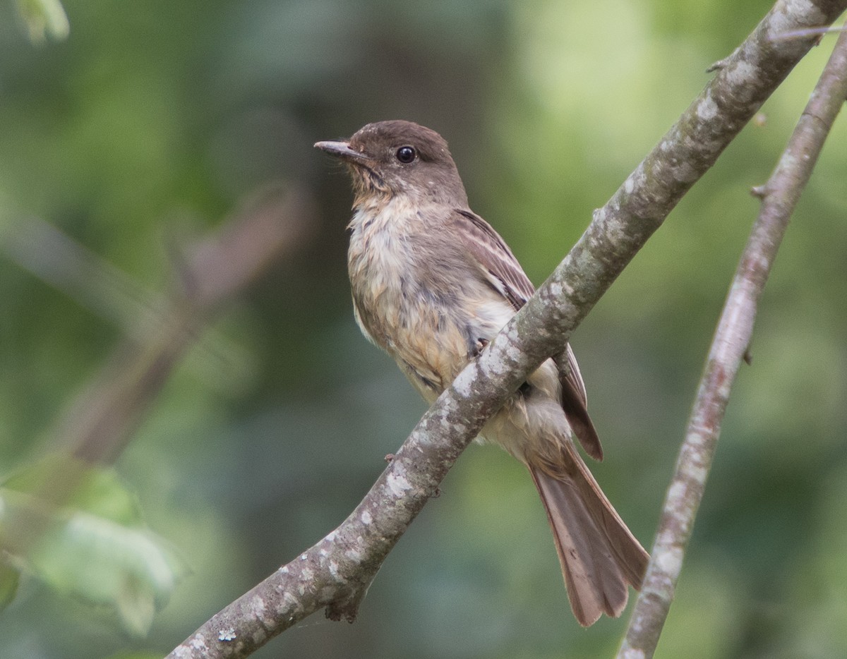 Eastern Phoebe - ML155423861