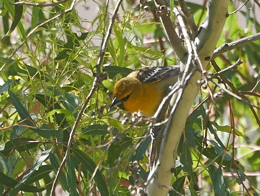 Bullock's Oriole - Brooke Miller