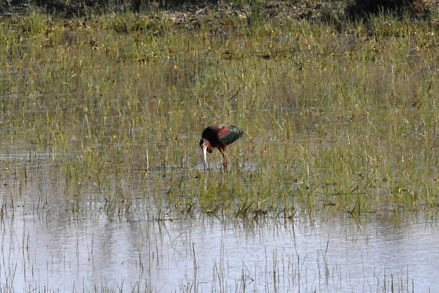 Ibis à face blanche - ML155427291