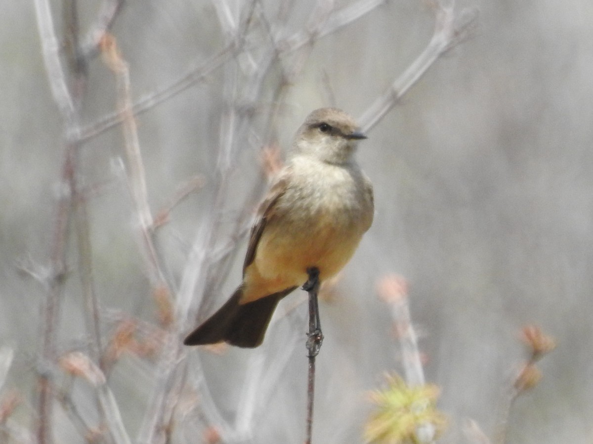 Say's Phoebe - ML155427831