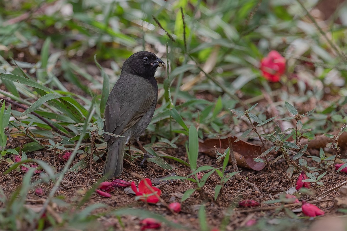 Black-faced Grassquit - ML155430361