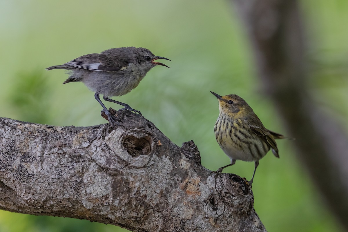 Cape May Warbler - ML155433471