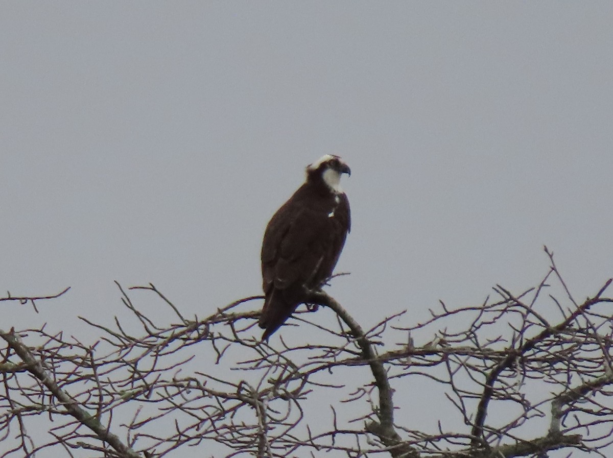 Osprey - John Marshall