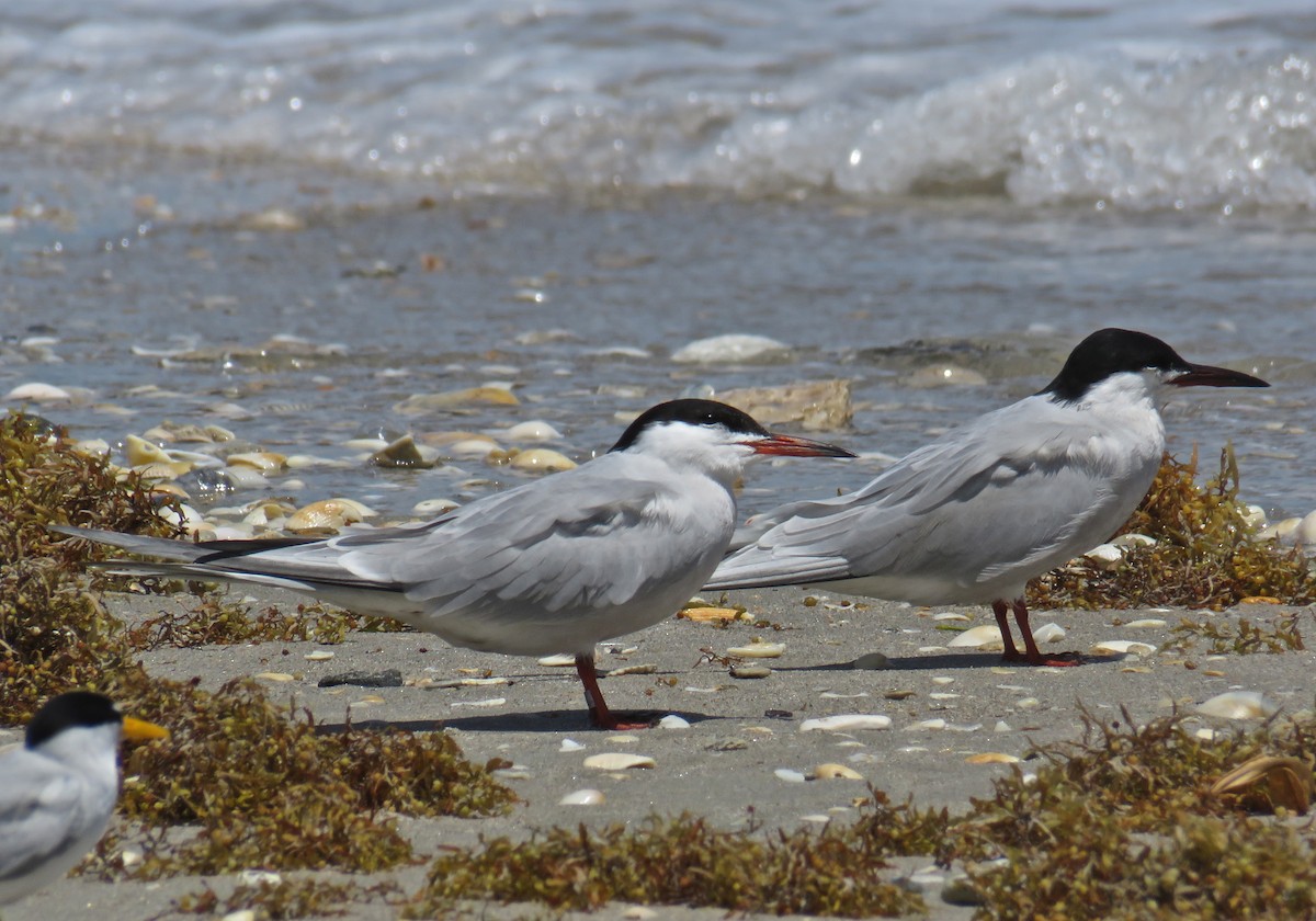 Common Tern - ML155433521