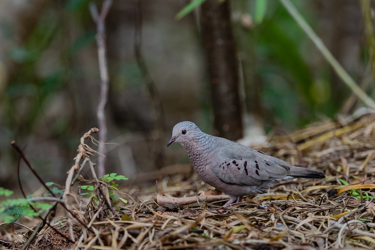 Common Ground Dove - ML155433891