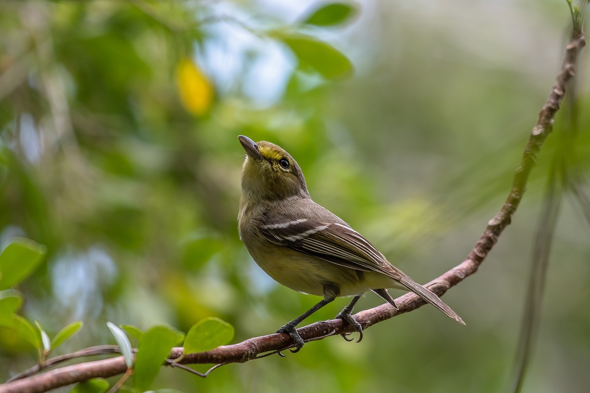 Kalın Gagalı Vireo - ML155434261