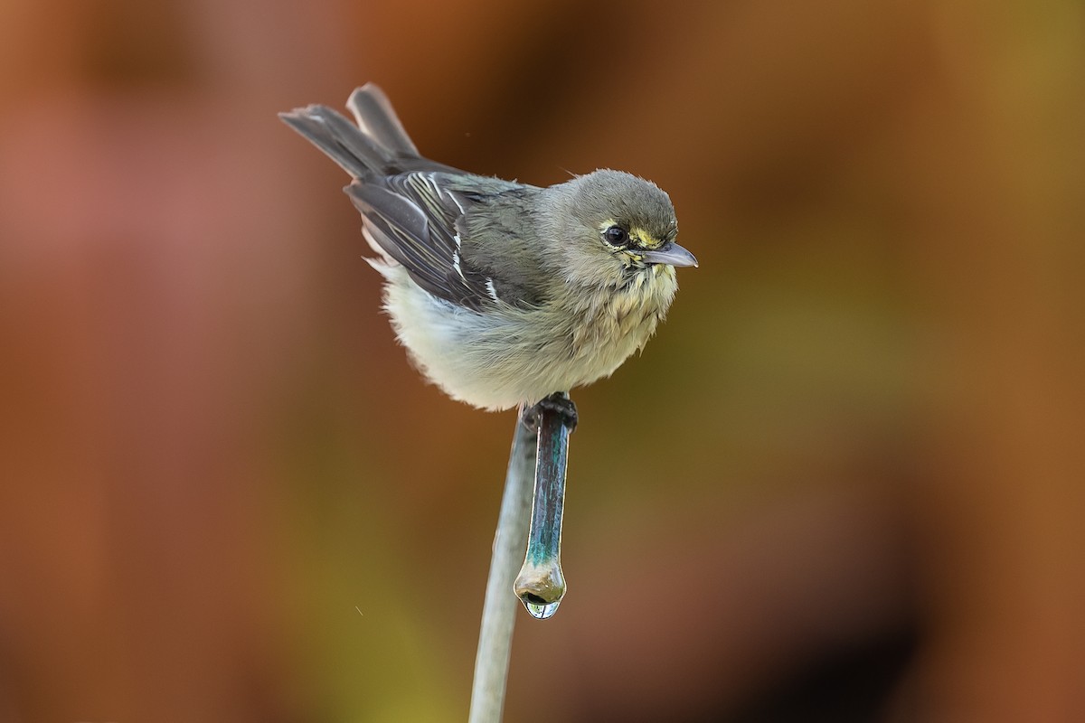 Vireo Piquigrueso - ML155434271