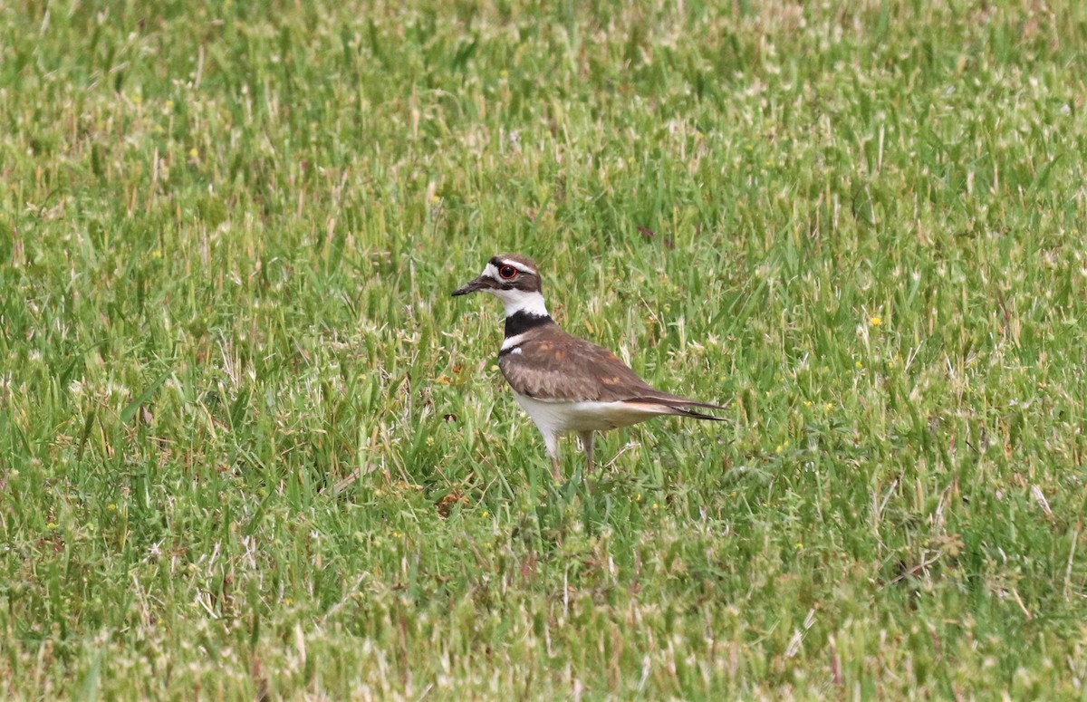 Killdeer - ML155435411