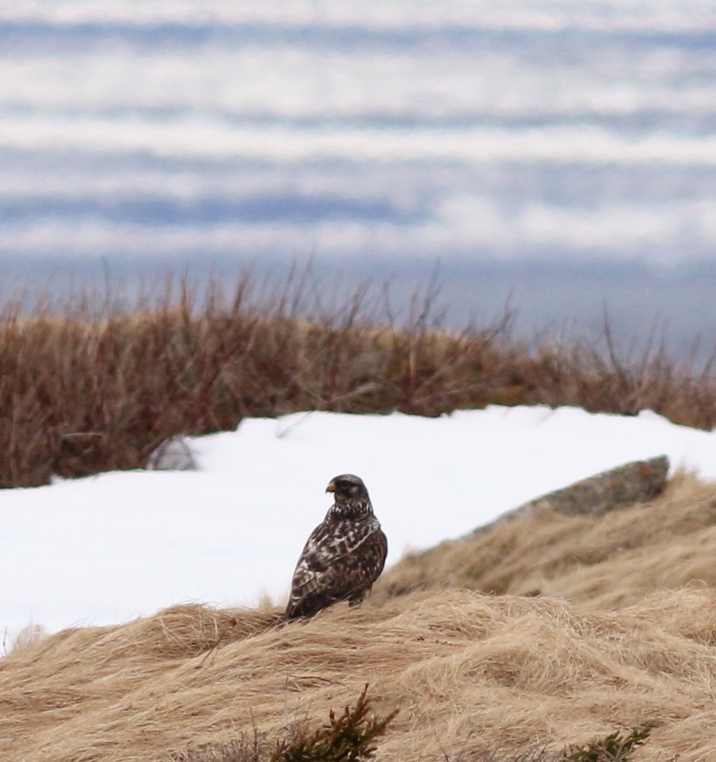 Rough-legged Hawk - ML155435911