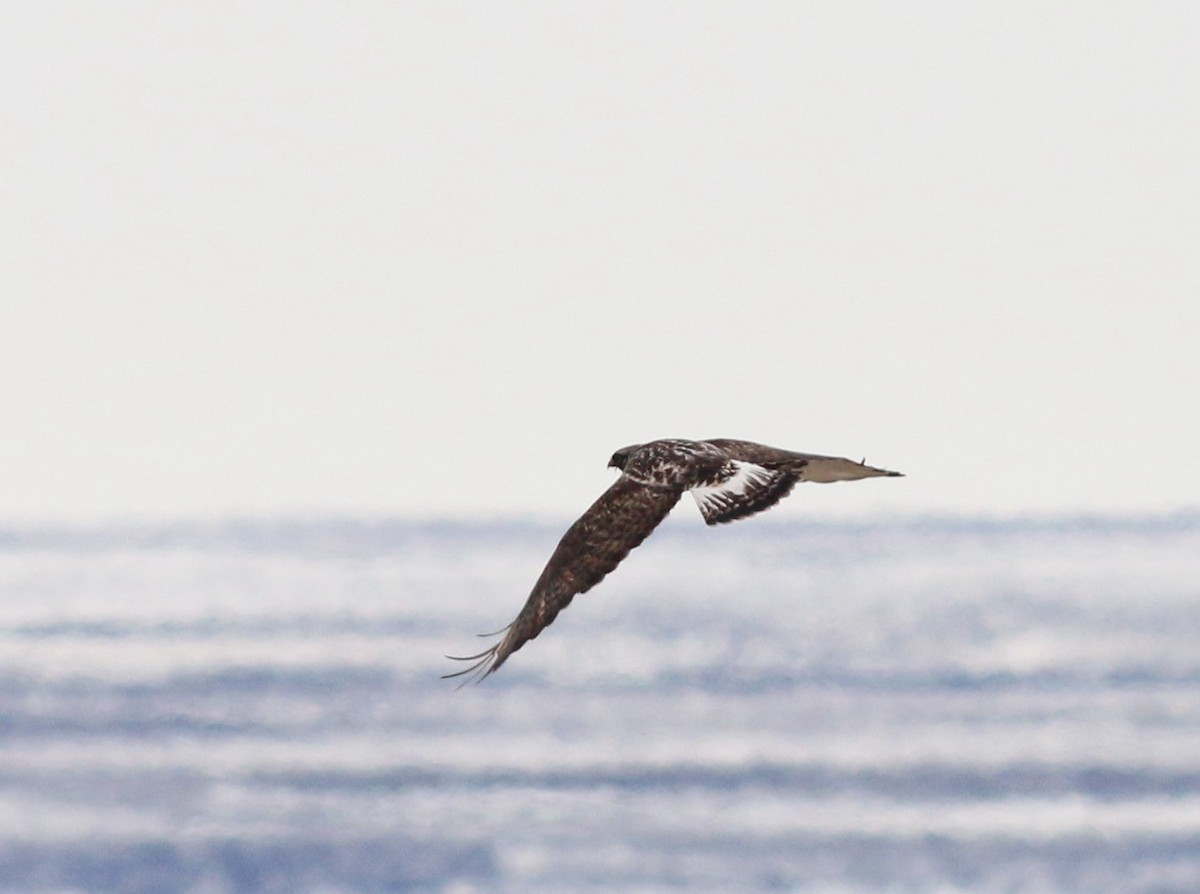 Rough-legged Hawk - ML155435981