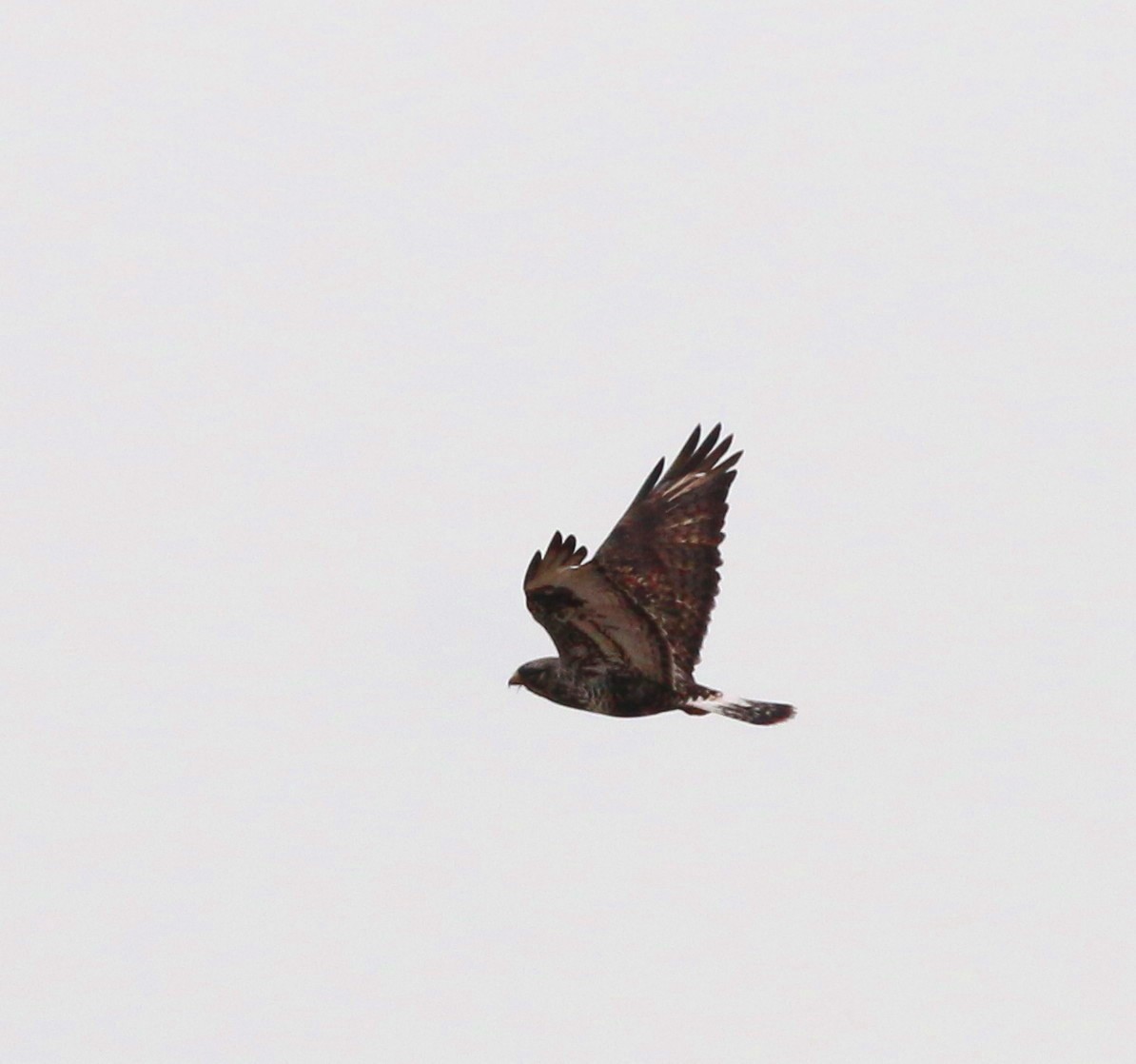 Rough-legged Hawk - ML155436071