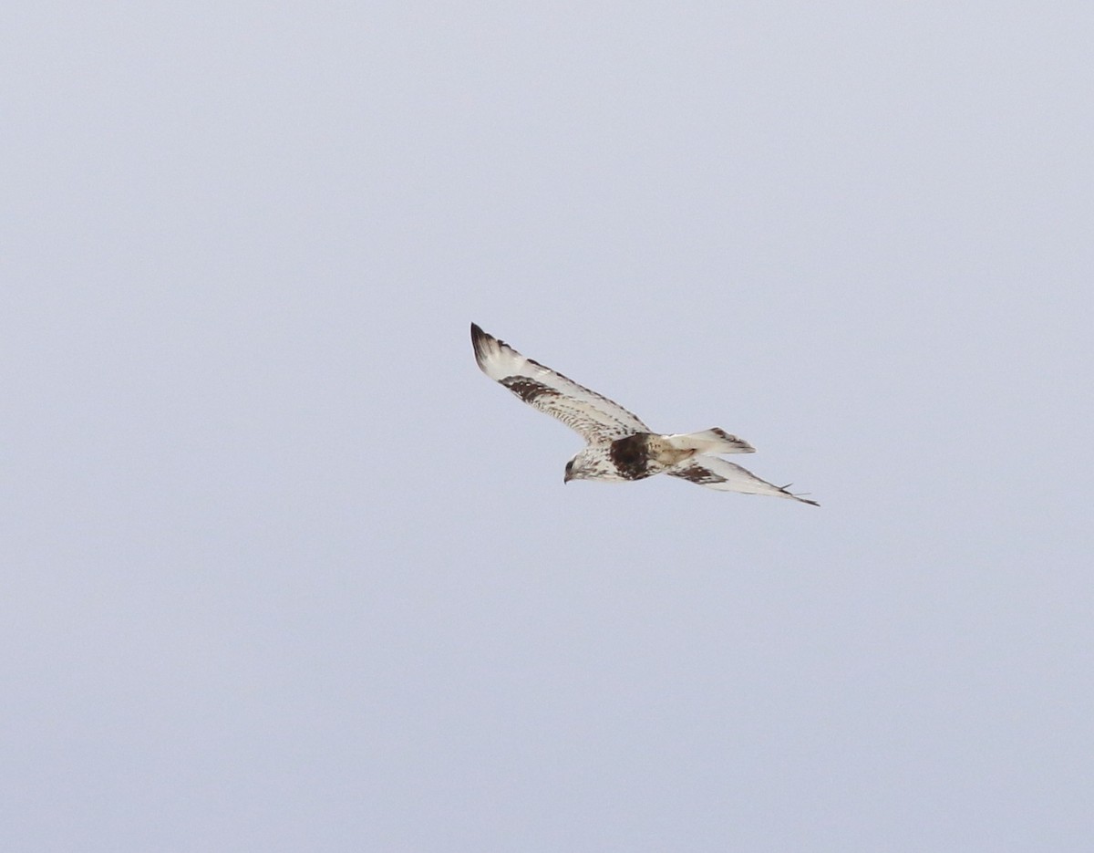 Rough-legged Hawk - ML155436211