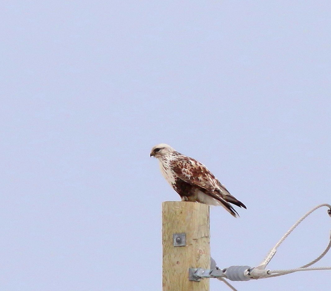 Rough-legged Hawk - John & Ivy  Gibbons