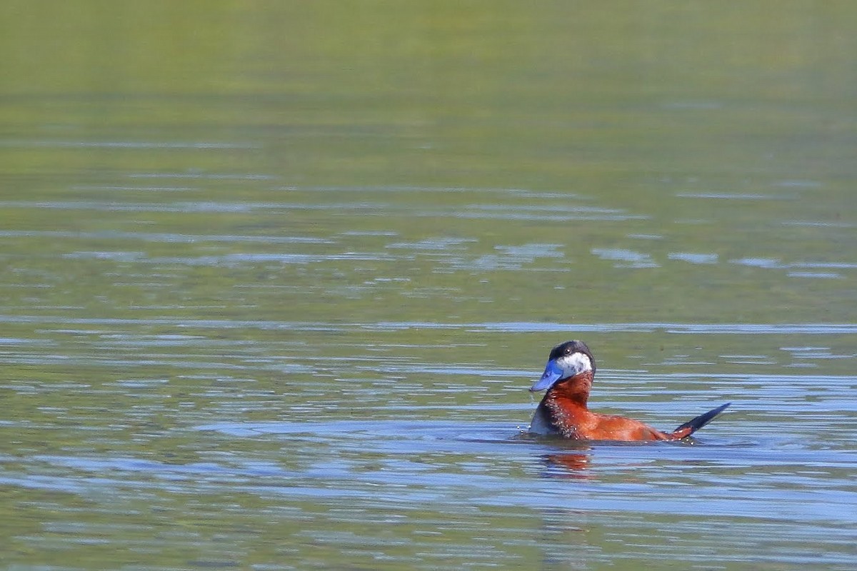 Ruddy Duck - ML155440581