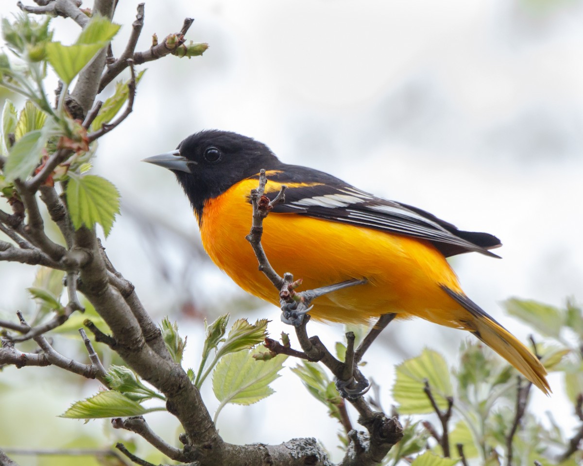 Baltimore Oriole - Jeff Stacey