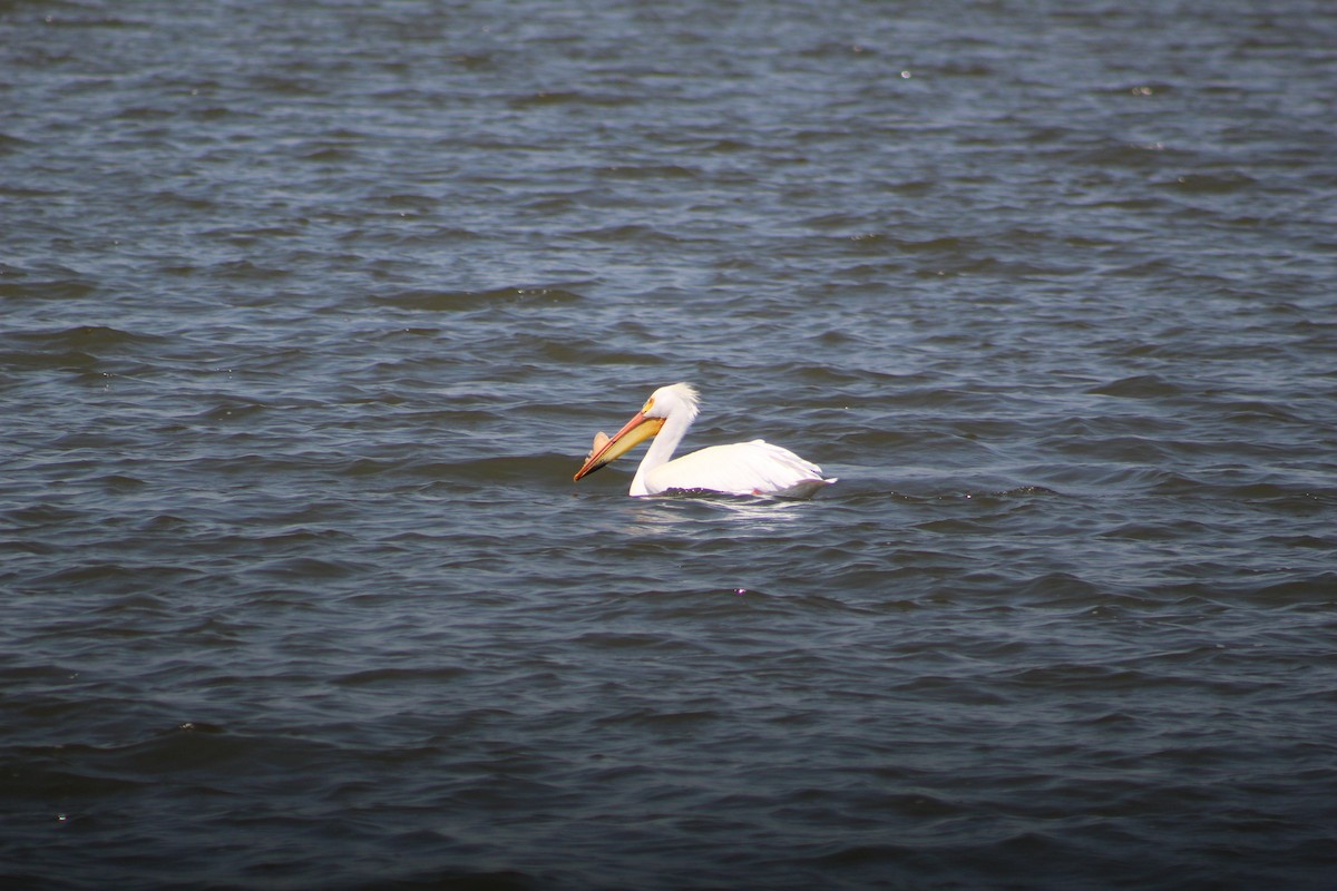 pelikán severoamerický - ML155443081