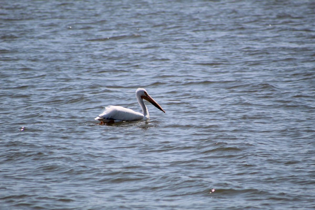 American White Pelican - ML155443091