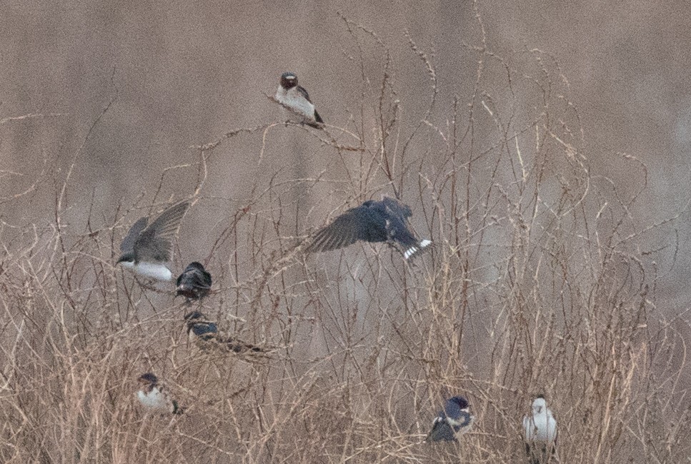 Golondrina Común - ML155447371