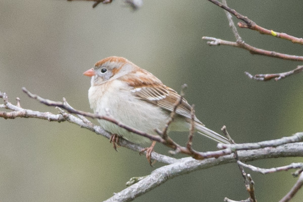 Field Sparrow - ML155449711