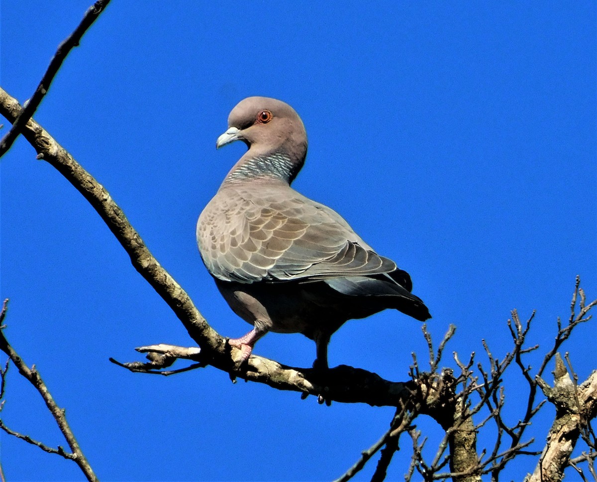 Picazuro Pigeon - ML155454641