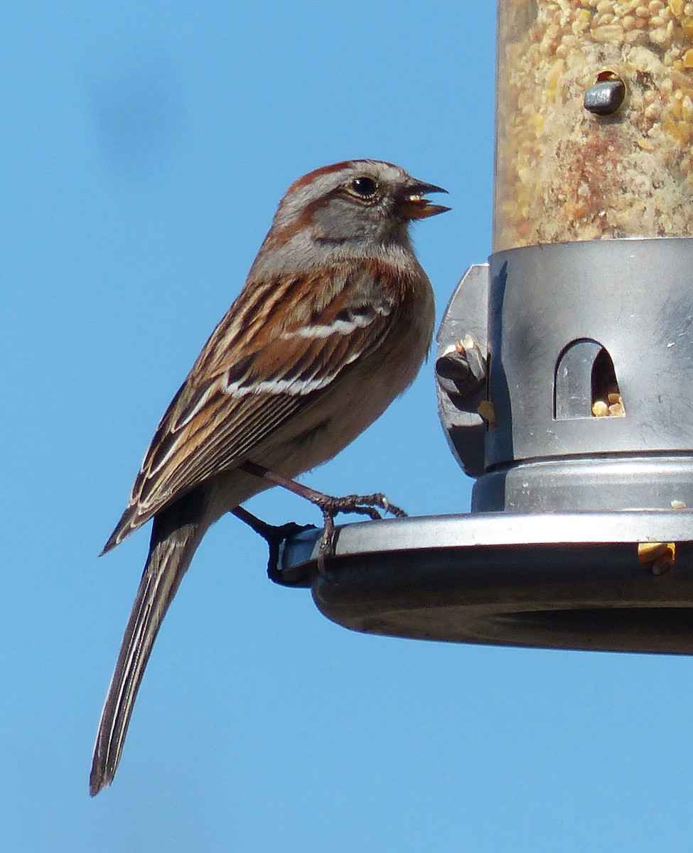 American Tree Sparrow - ML155457241