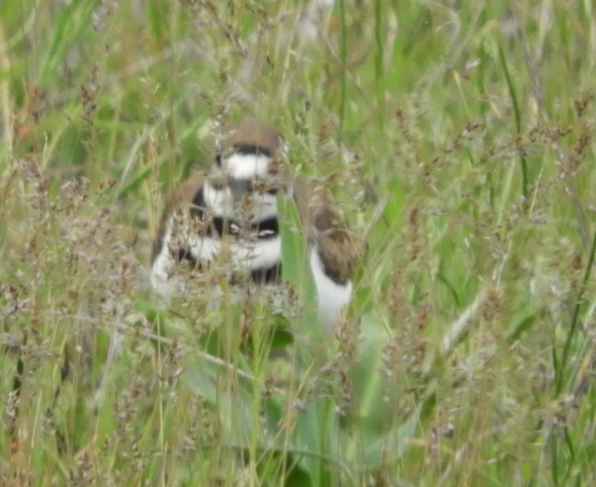 Killdeer - Nina Jones