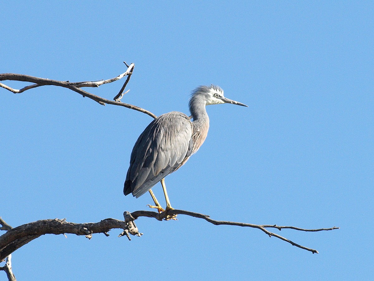 White-faced Heron - ML155459031