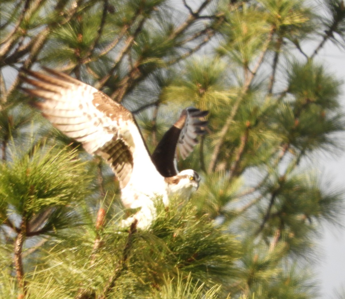 Águila Pescadora - ML155459431