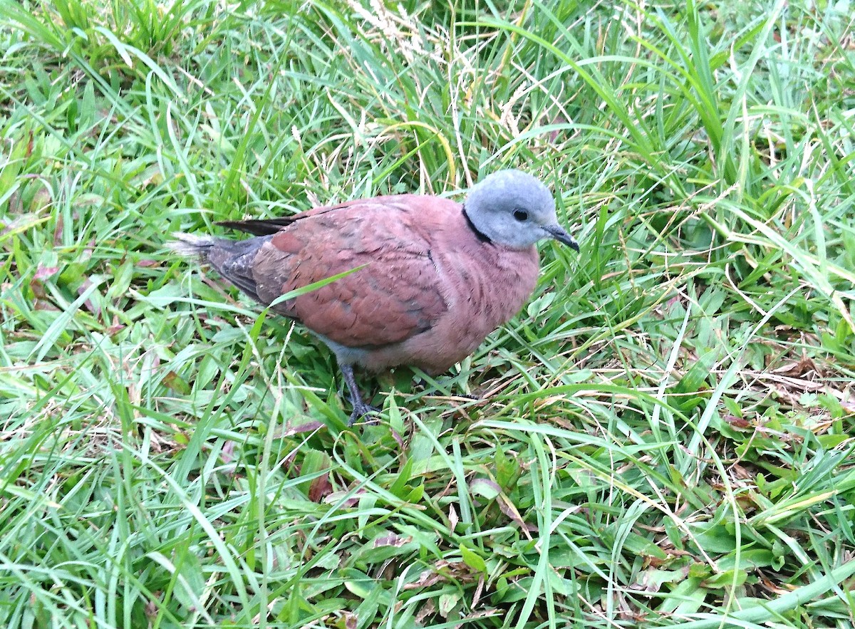 Red Collared-Dove - ML155462481