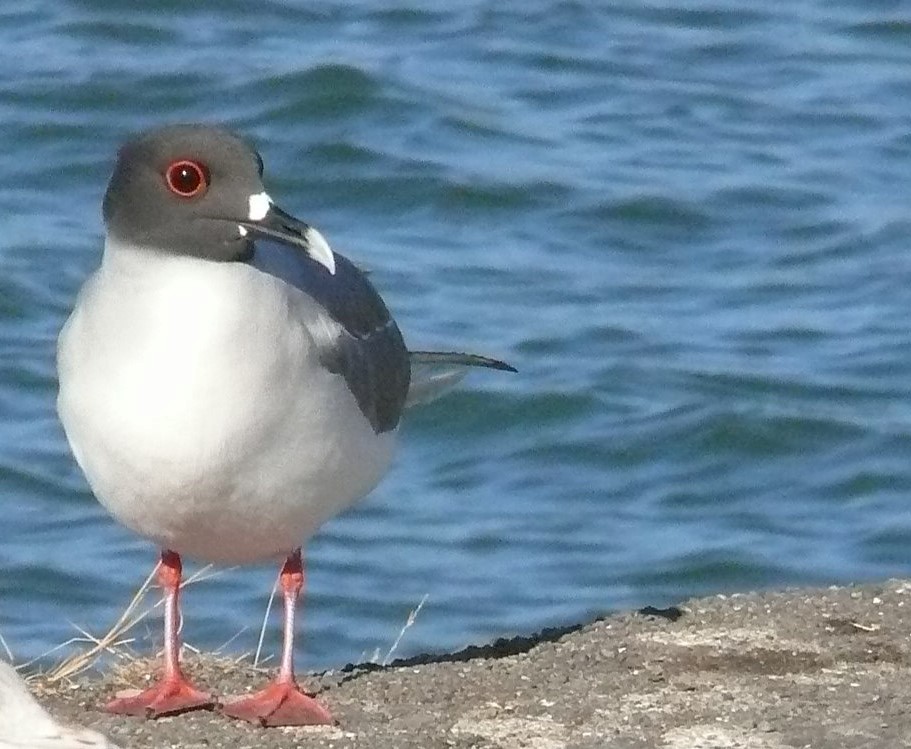 Swallow-tailed Gull - ML155462861