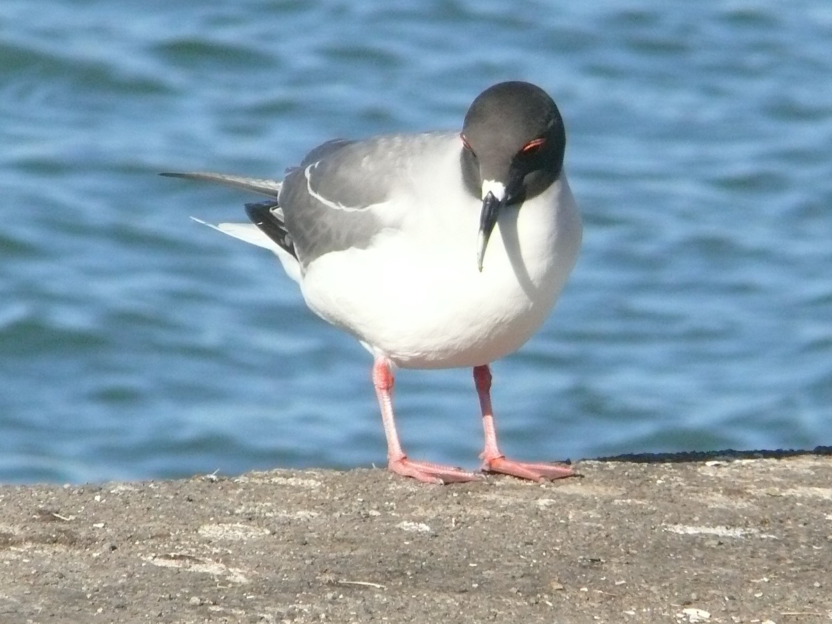 Swallow-tailed Gull - ML155462951