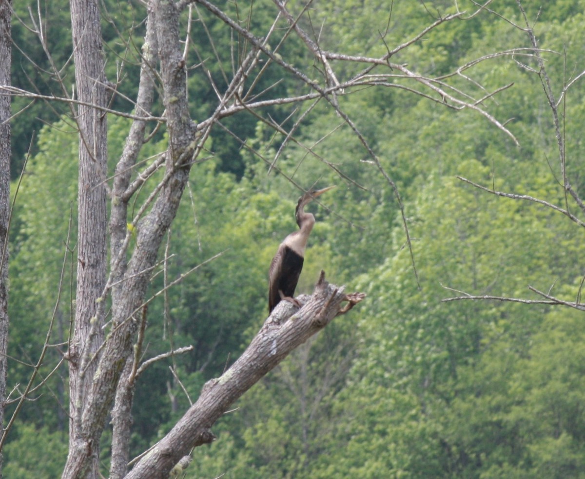 Anhinga - ML155464351