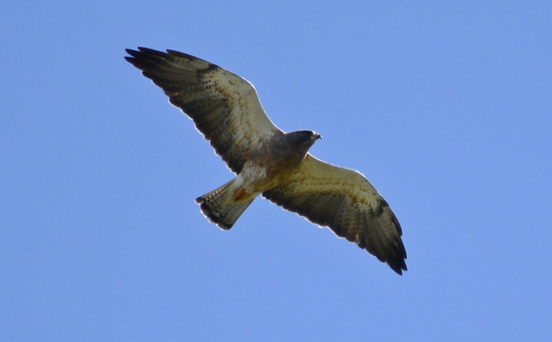 Swainson's Hawk - ML155466301