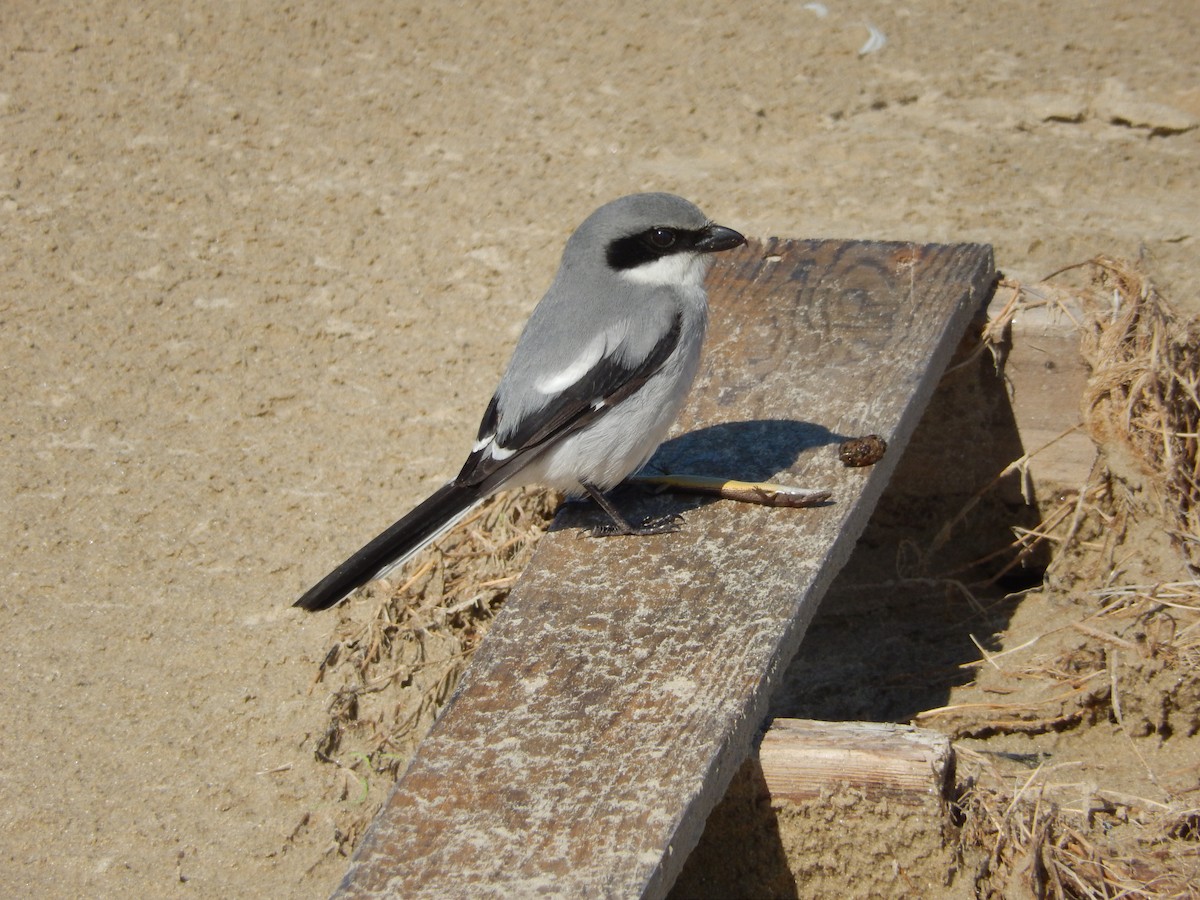 Loggerhead Shrike - Steven Nelson