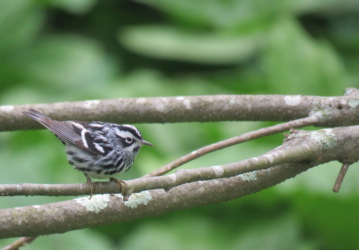 Black-and-white Warbler - Keith Leonard