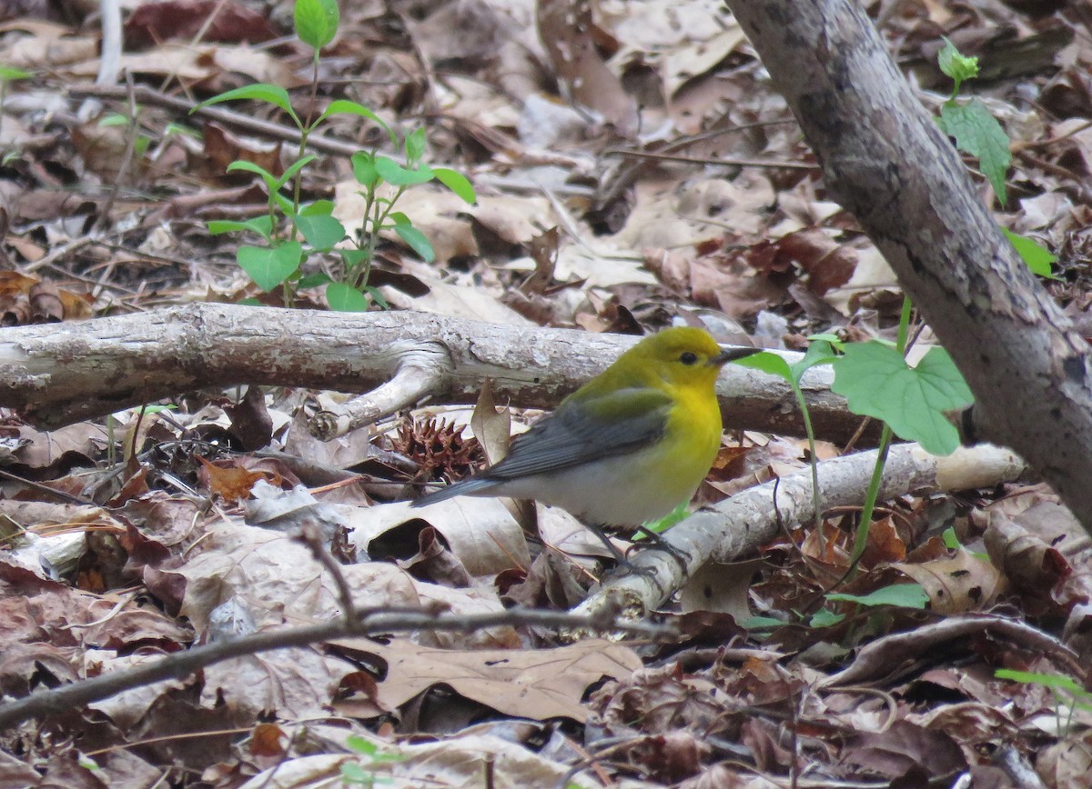 Prothonotary Warbler - Keith Leonard