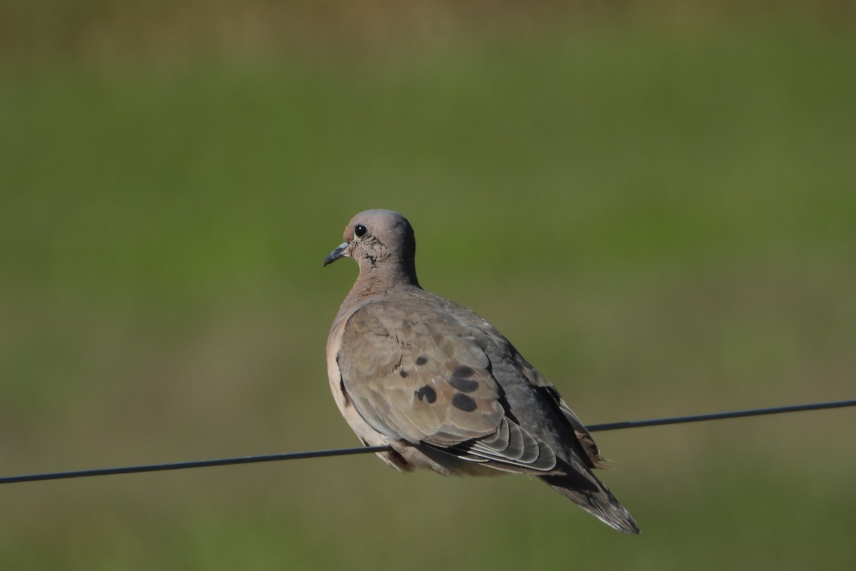 Eared Dove - ML155469931