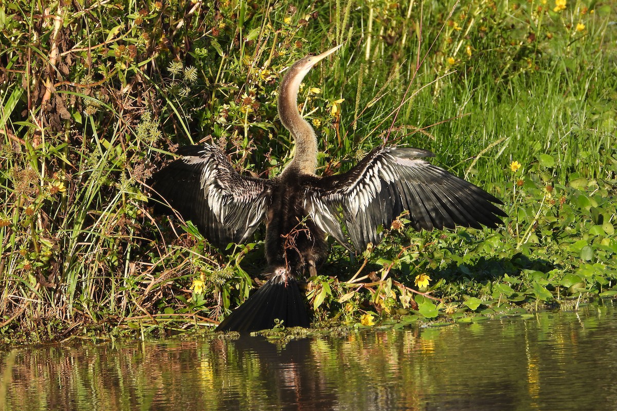 Anhinga - ML155471301