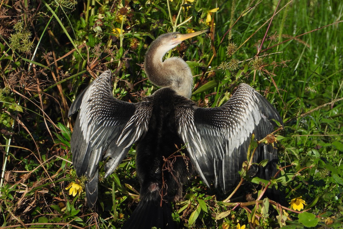 Anhinga - ML155471541