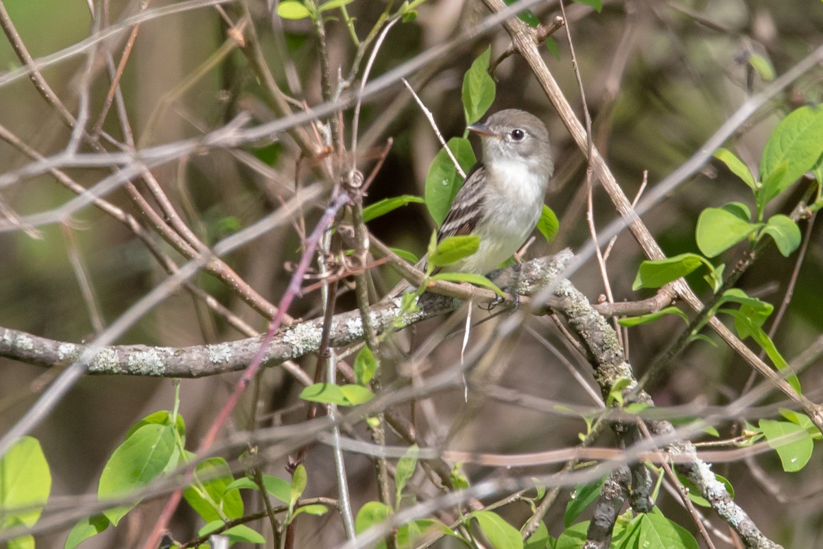 Least Flycatcher - ML155471561