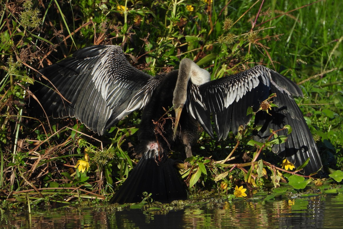 Anhinga - ML155471571
