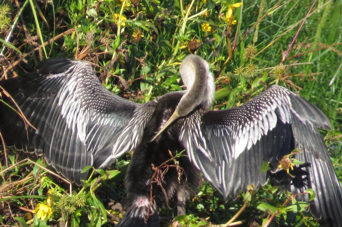 Anhinga - ML155471951