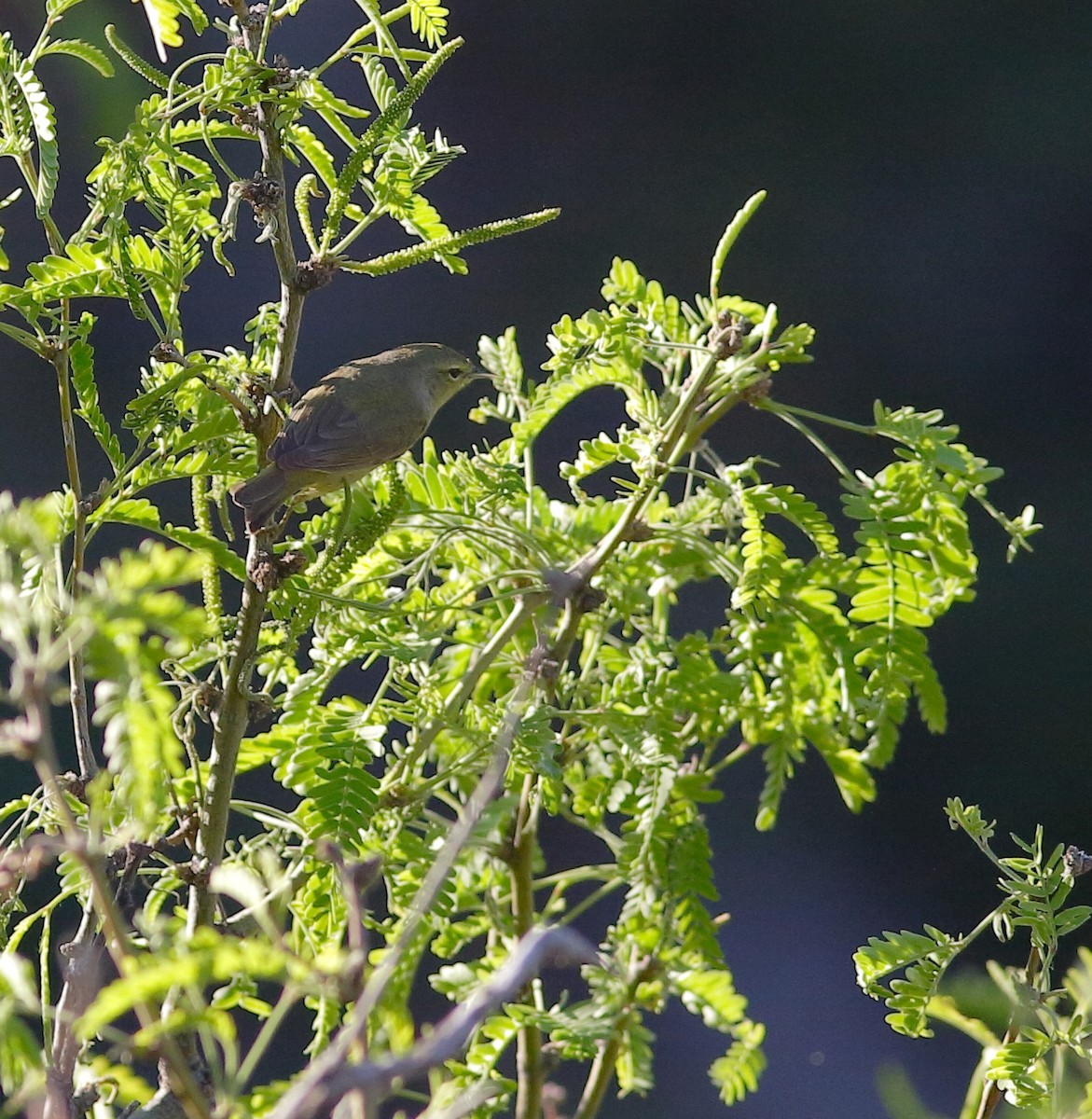 Orange-crowned Warbler - ML155475371