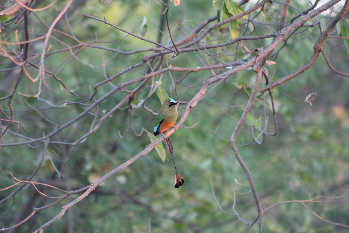 Turquoise-browed Motmot - ML155475411