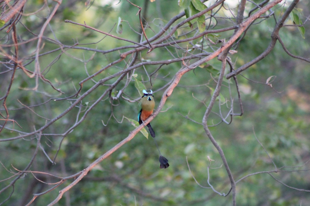 Turquoise-browed Motmot - ML155475421